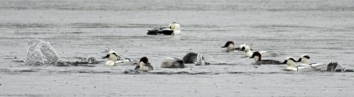 Цахиур бохио - ML402326351