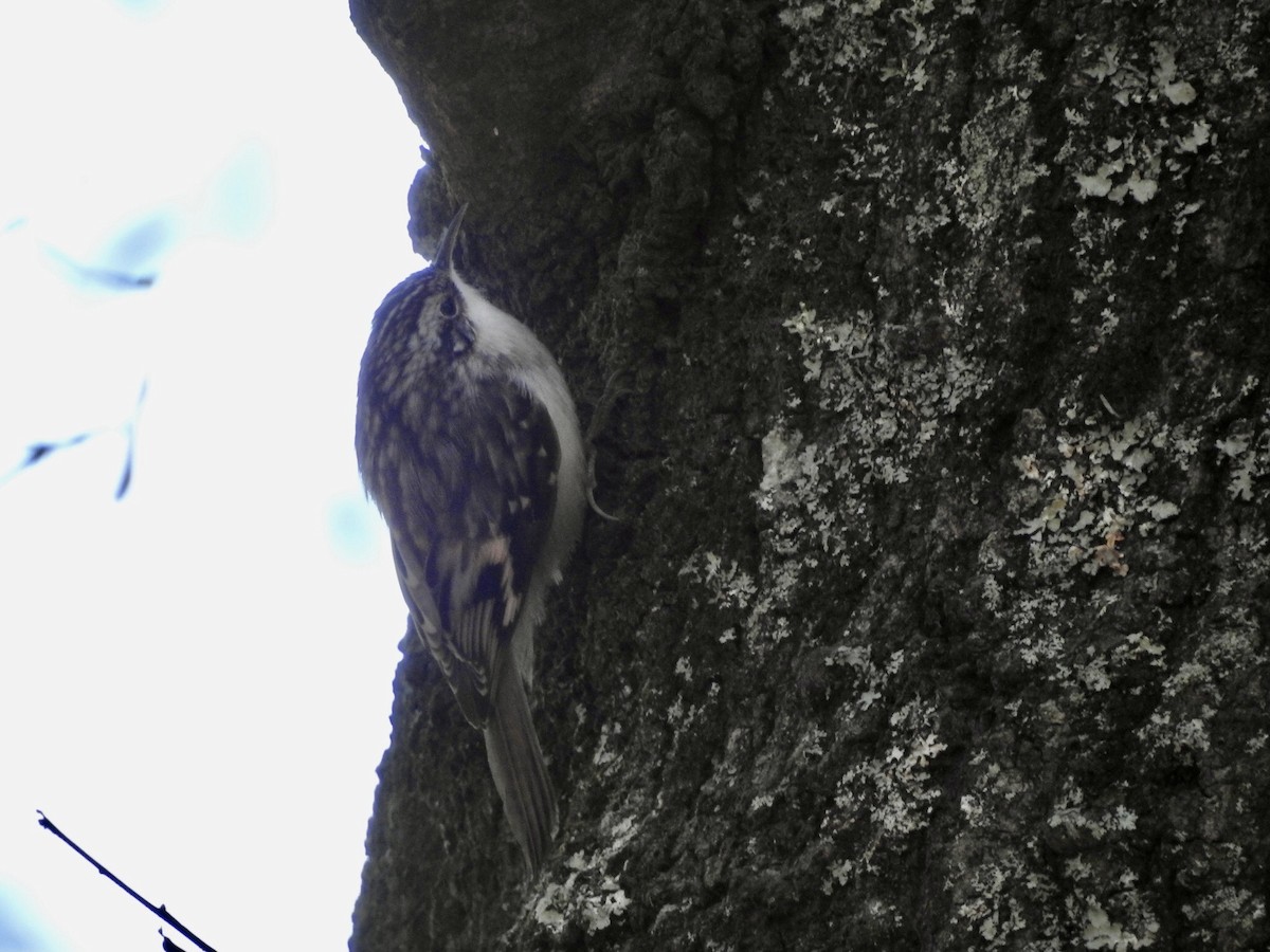 Brown Creeper - P Chappell