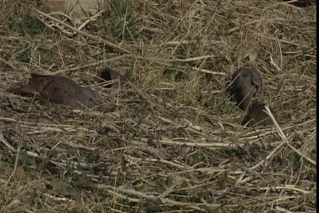 Ruddy Ground Dove - ML402329