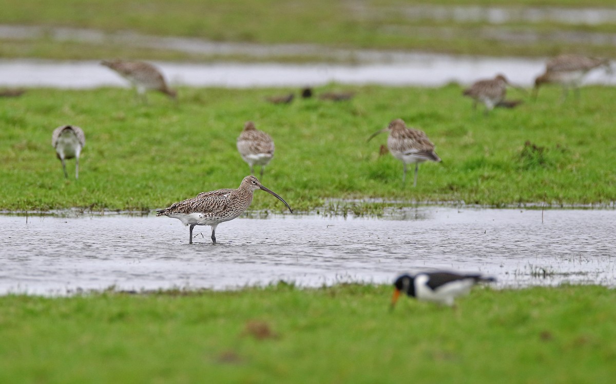 Eurasian Curlew - Christoph Moning