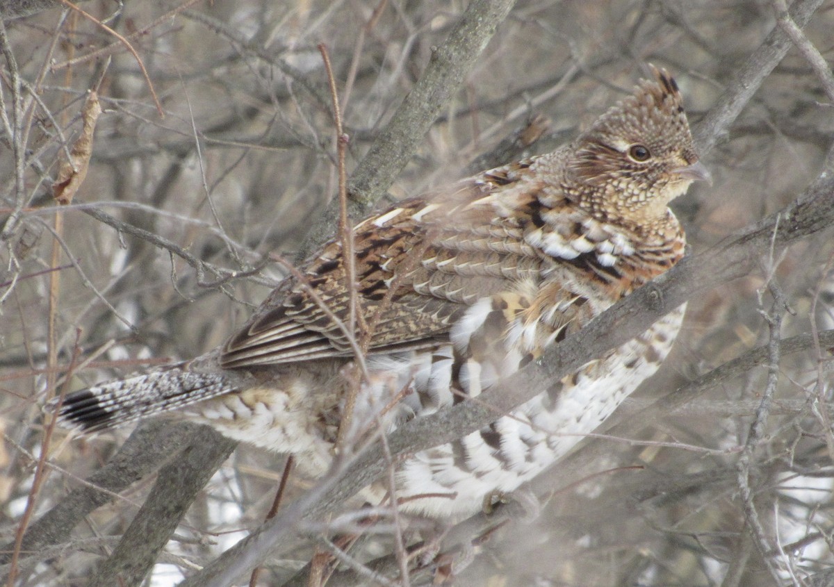 Ruffed Grouse - ML402331321