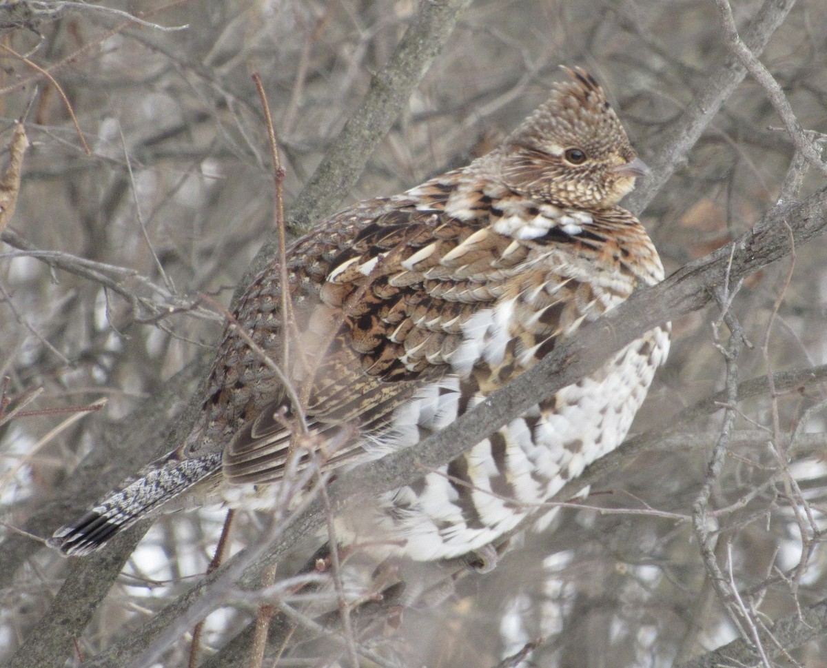 Ruffed Grouse - ML402331361