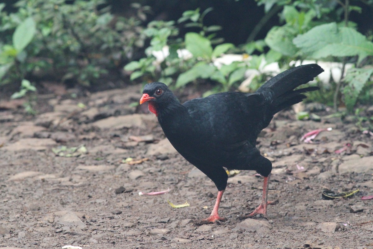 Highland Guan - Georges Duriaux