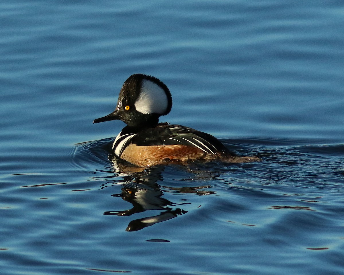Hooded Merganser - ML402331781