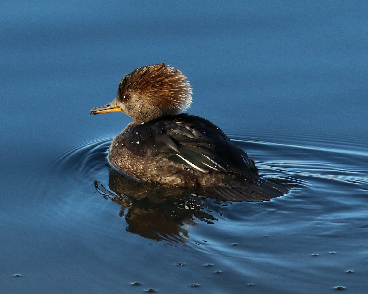 Hooded Merganser - ML402331791