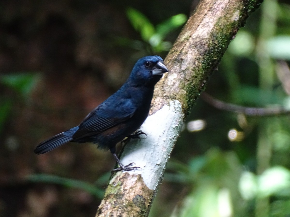 Blue-black Grosbeak - ML402331801