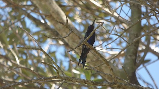 Blue-tufted Starthroat - ML402332041