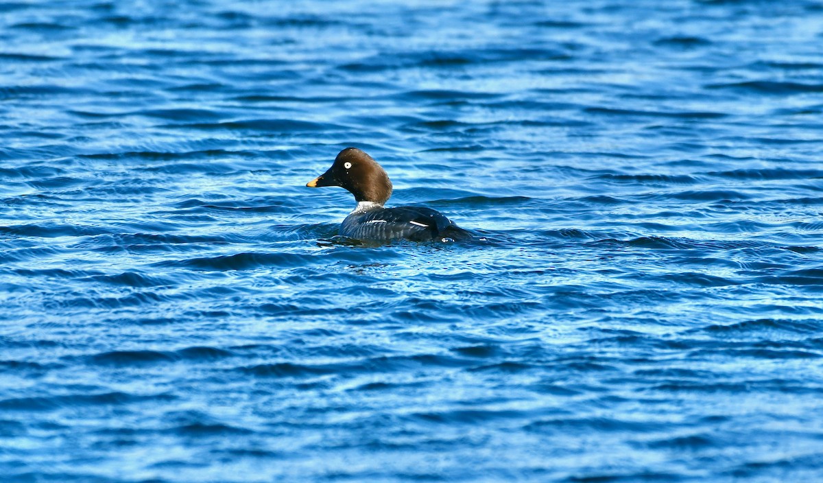 Common Goldeneye - ML402333261