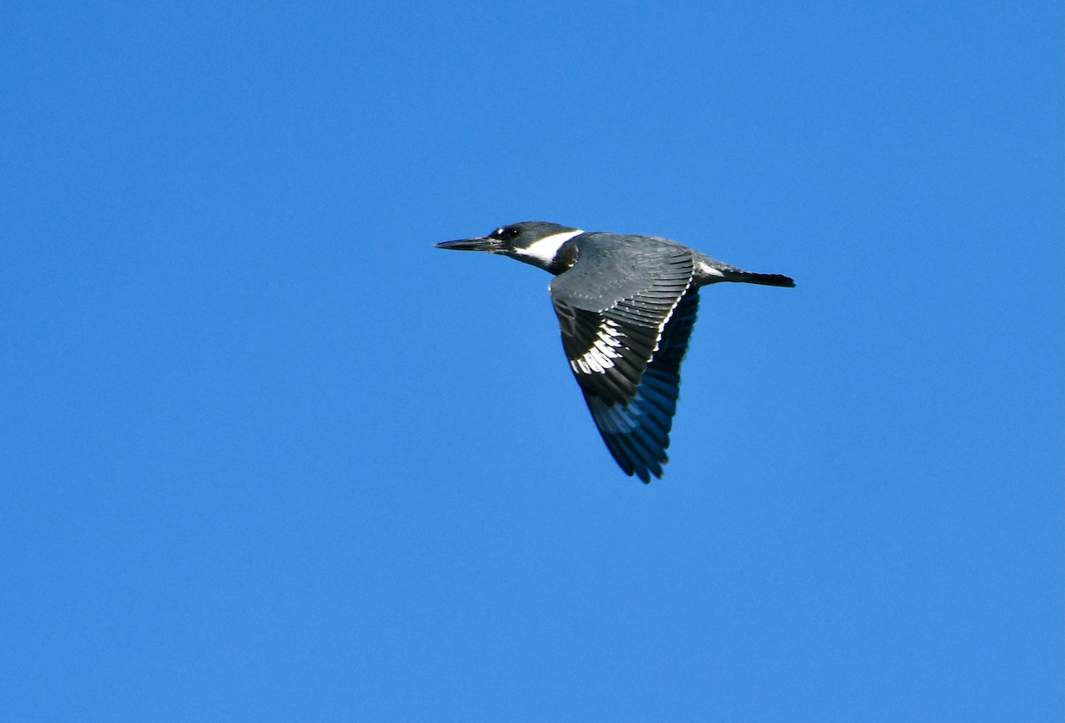 Belted Kingfisher - ML402333501