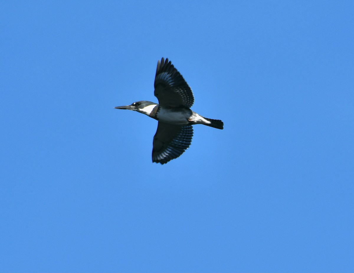 Belted Kingfisher - ML402333511