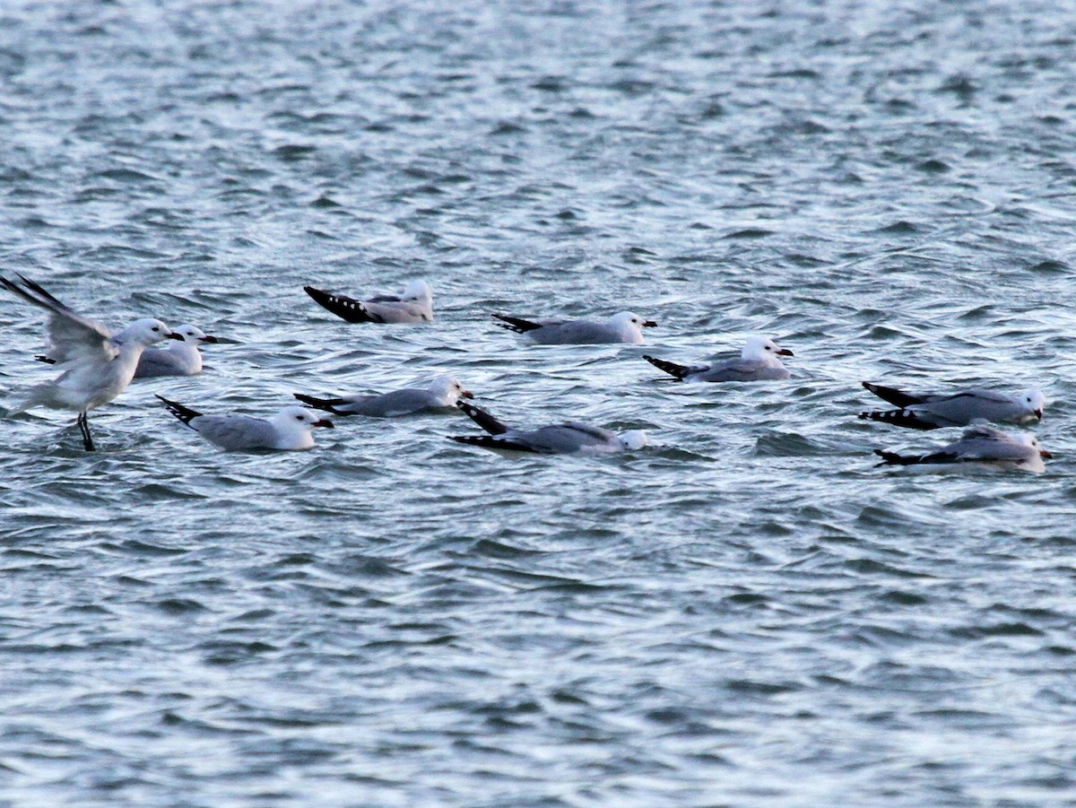 Audouin's Gull - ML402333751