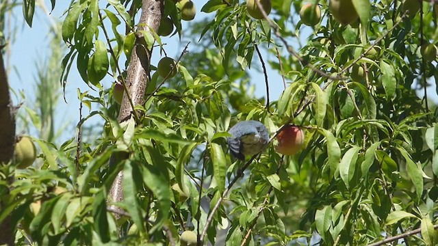 Sayaca Tanager - ML402333881