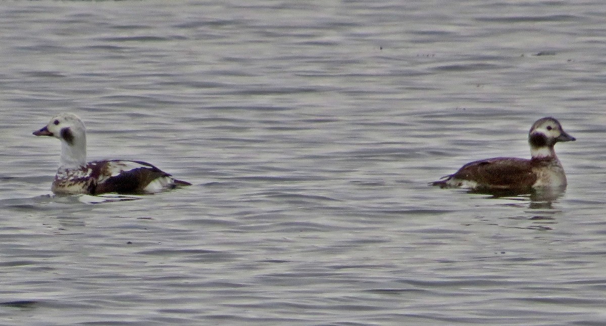 Long-tailed Duck - ML402334441