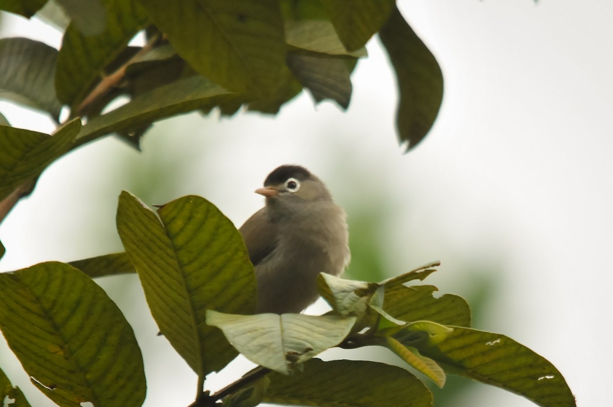 Schwarzscheitel-Brillenvogel - ML402340811