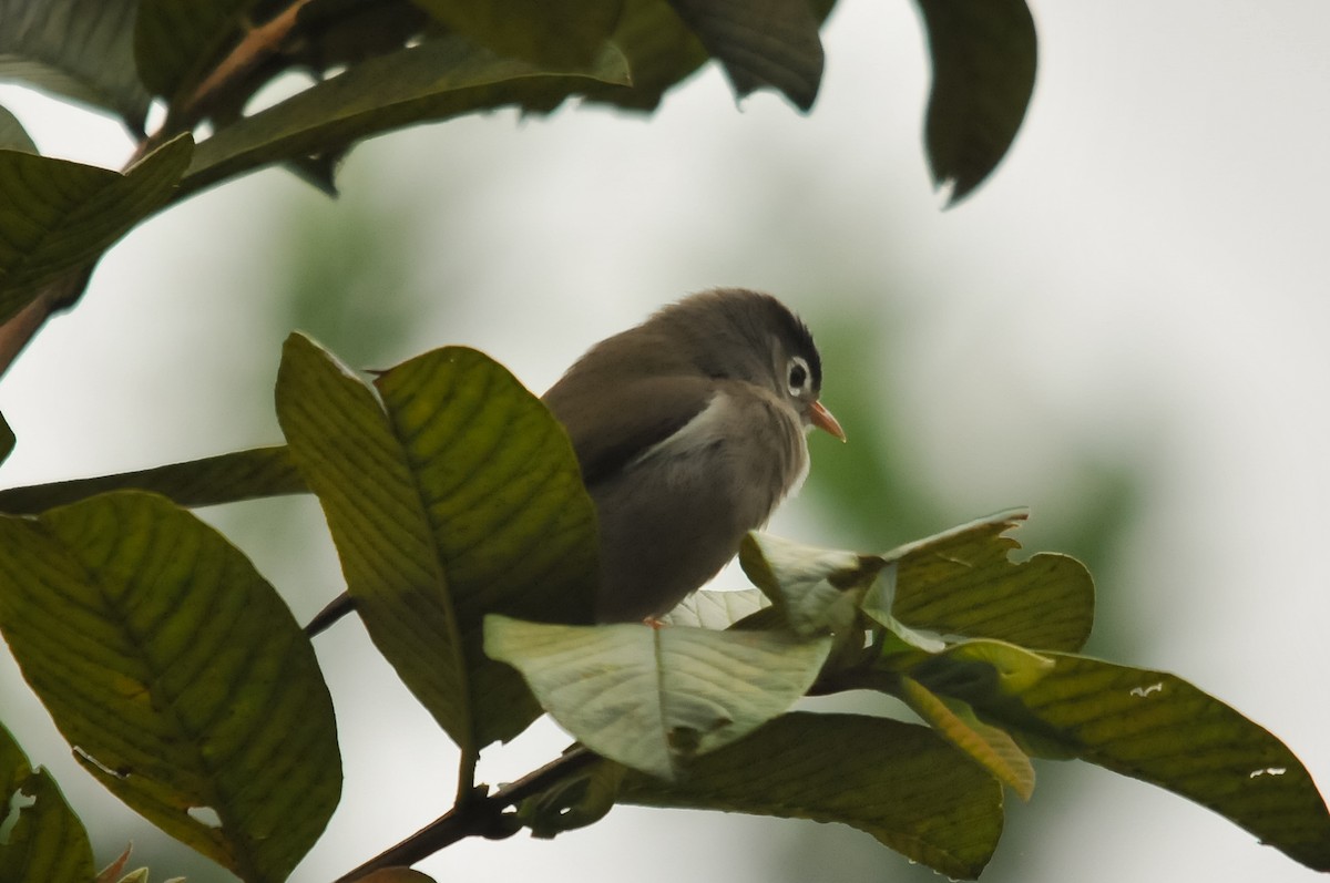 Black-capped Speirops - ML402340821