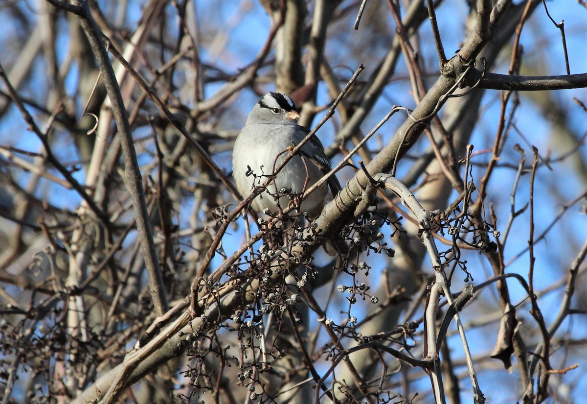 White-crowned Sparrow - ML402341001