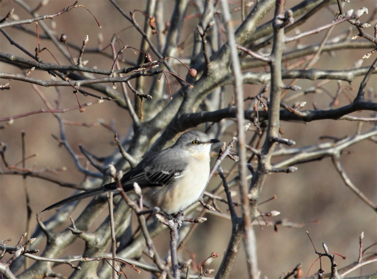 Northern Mockingbird - ML402341851