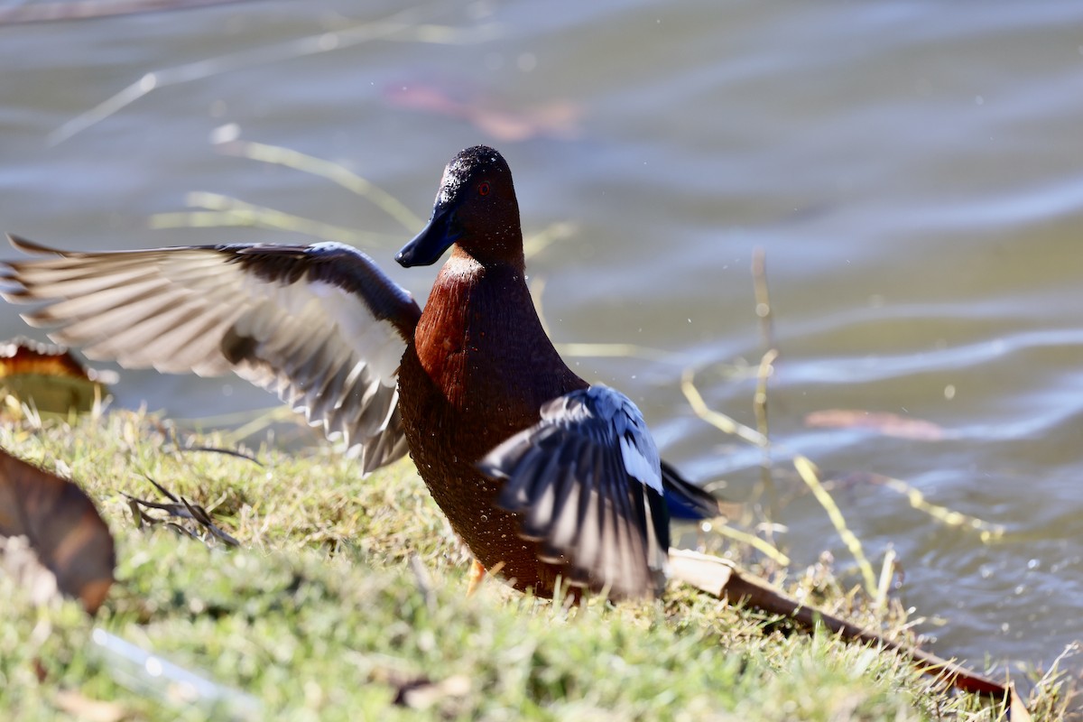 Cinnamon Teal - Carolyn Thiele