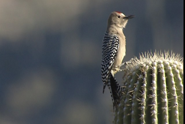 Gila Woodpecker - ML402343