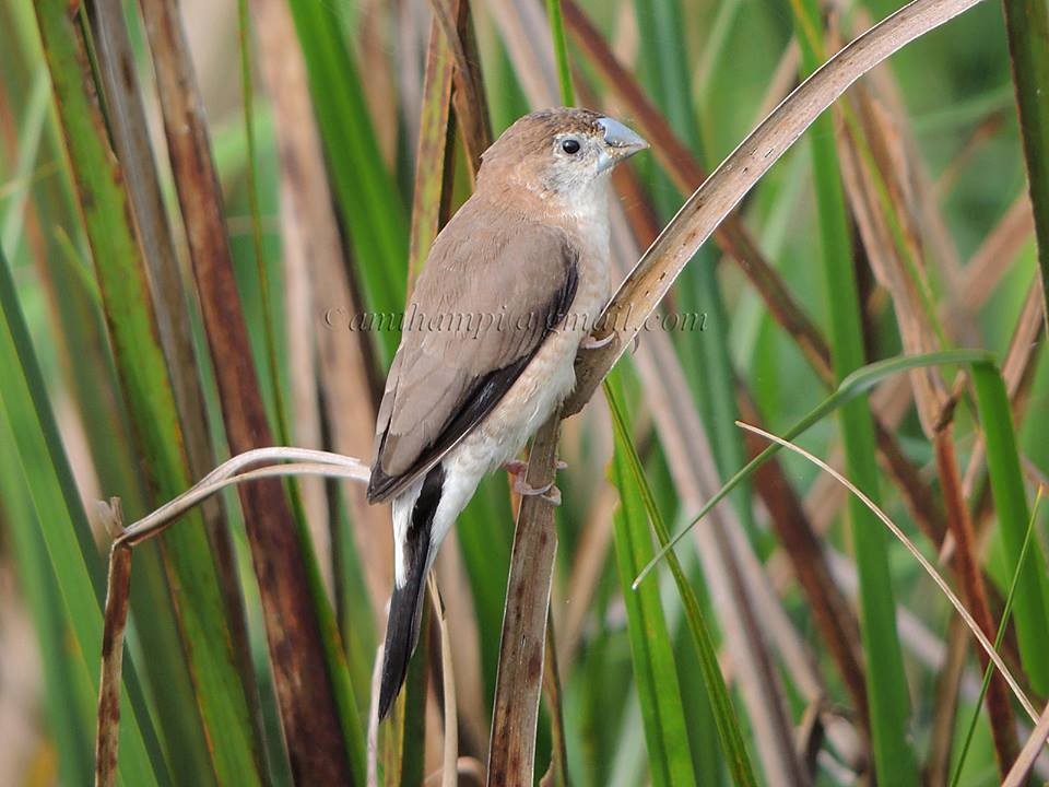 Indian Silverbill - ML40234371