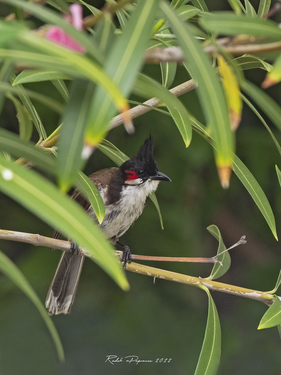 Red-whiskered Bulbul - ML402344981