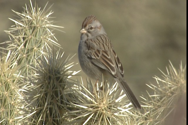 Rufous-winged Sparrow - ML402345