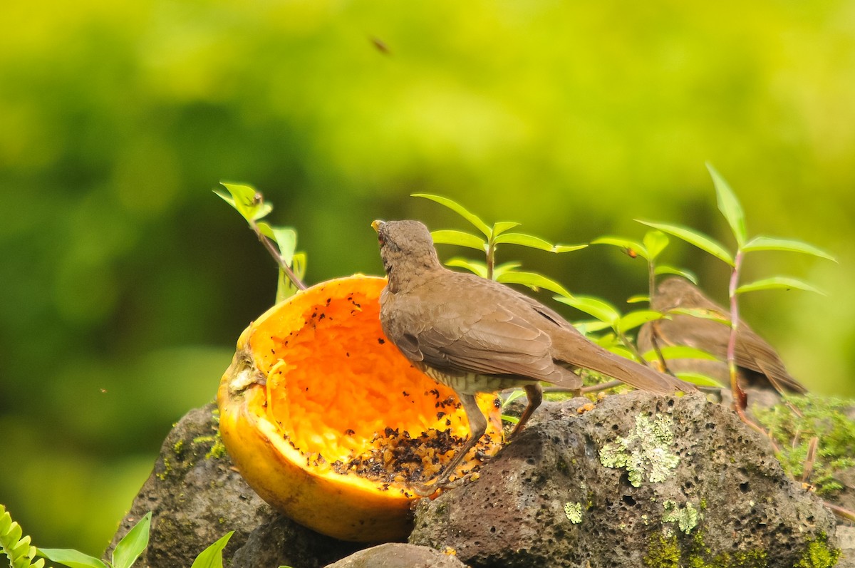 Sao Tome Thrush - ML402345861