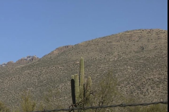 Cactus Wren - ML402346