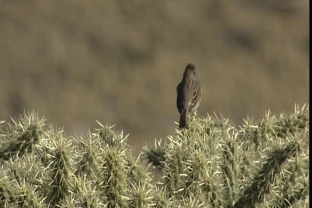 Rufous-winged Sparrow - ML402348