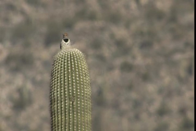 Gilded Flicker - ML402349