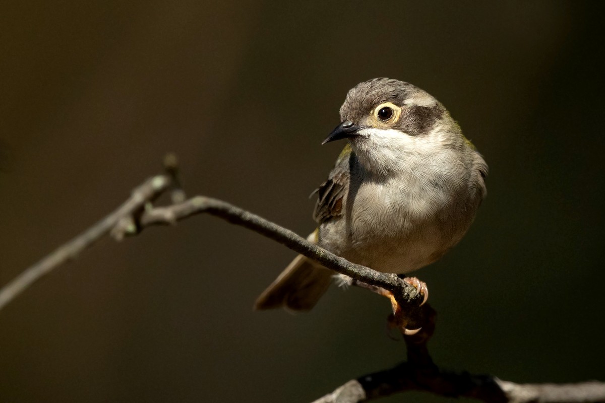 Brown-headed Honeyeater - David Irving