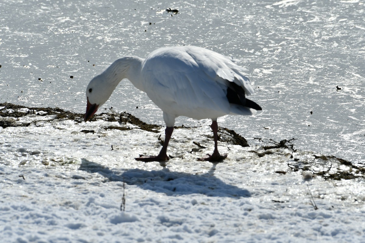 Snow Goose - ML402350361