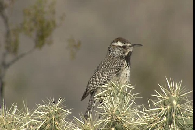 Cactus Wren - ML402351