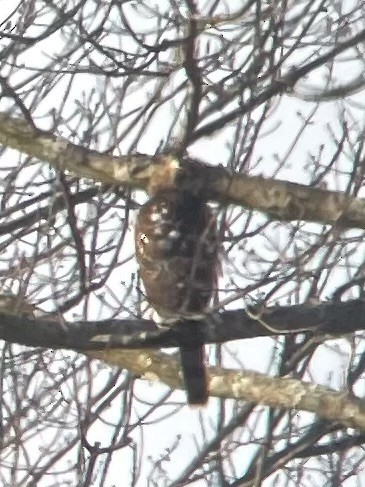 Cooper's Hawk - ML402352191