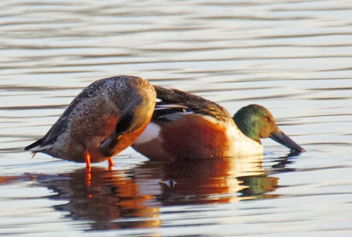 Northern Shoveler - ML402353601