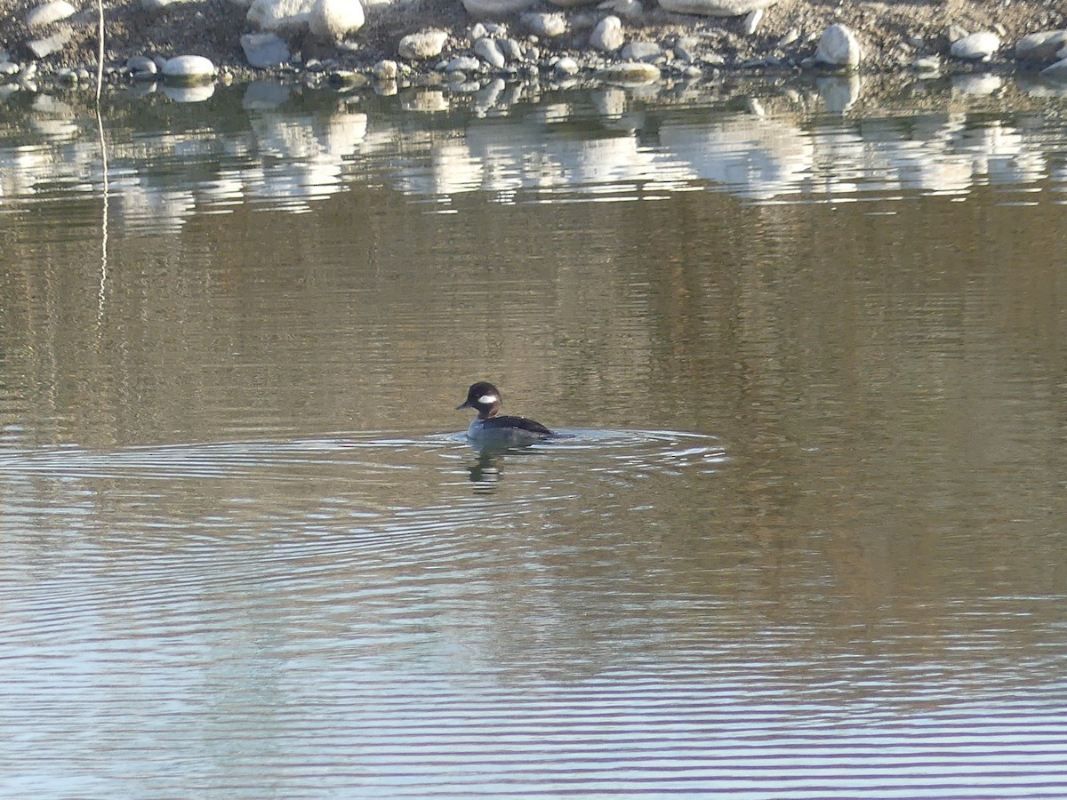 Bufflehead - ML402353791