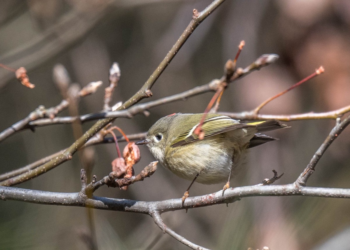 Ruby-crowned Kinglet - ML402353991