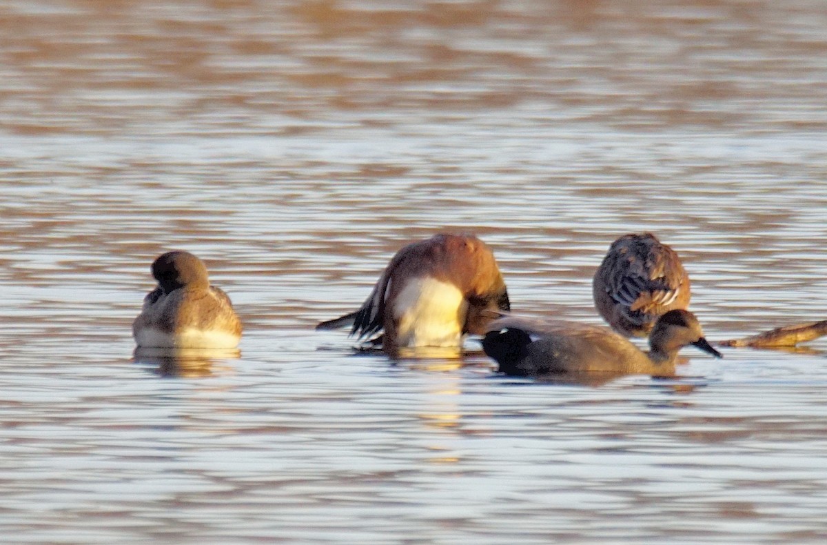 Gadwall - ML402354051