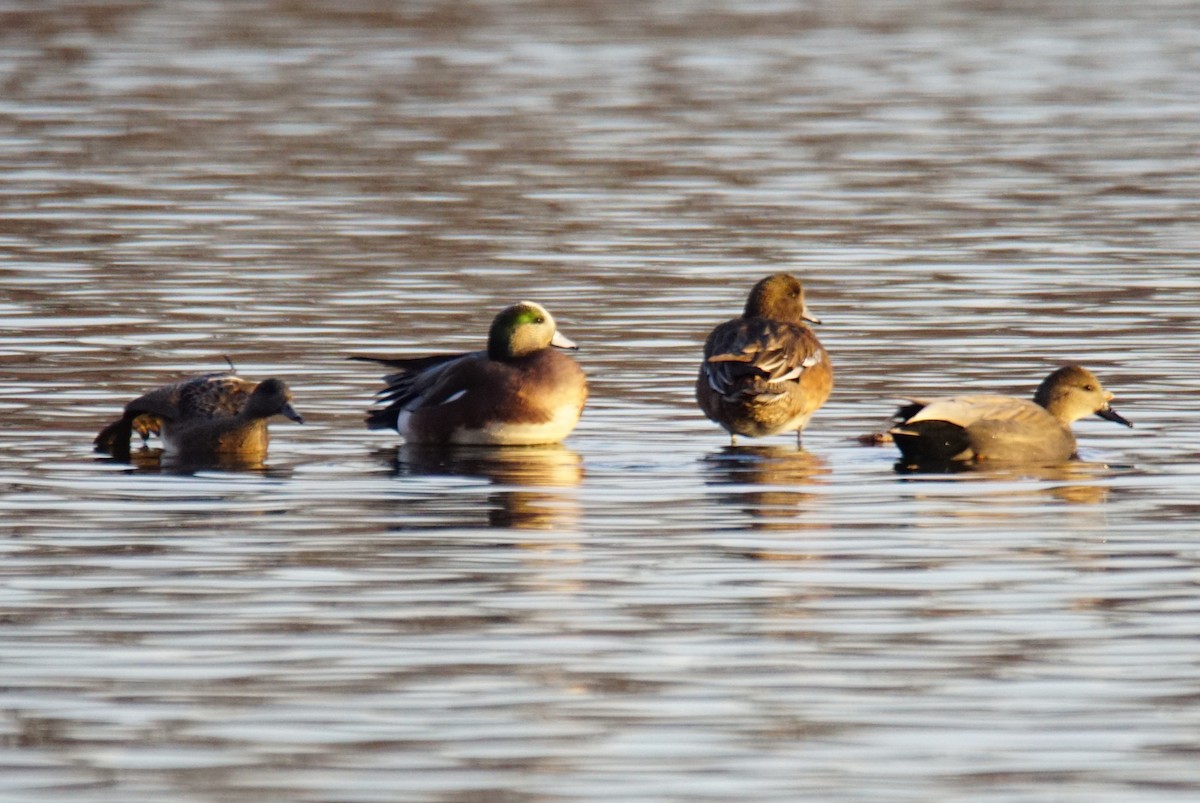 American Wigeon - ML402354111