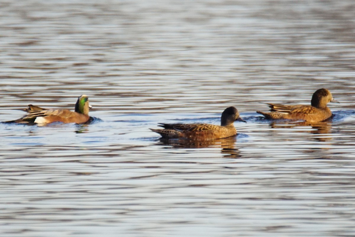 American Wigeon - ML402354251