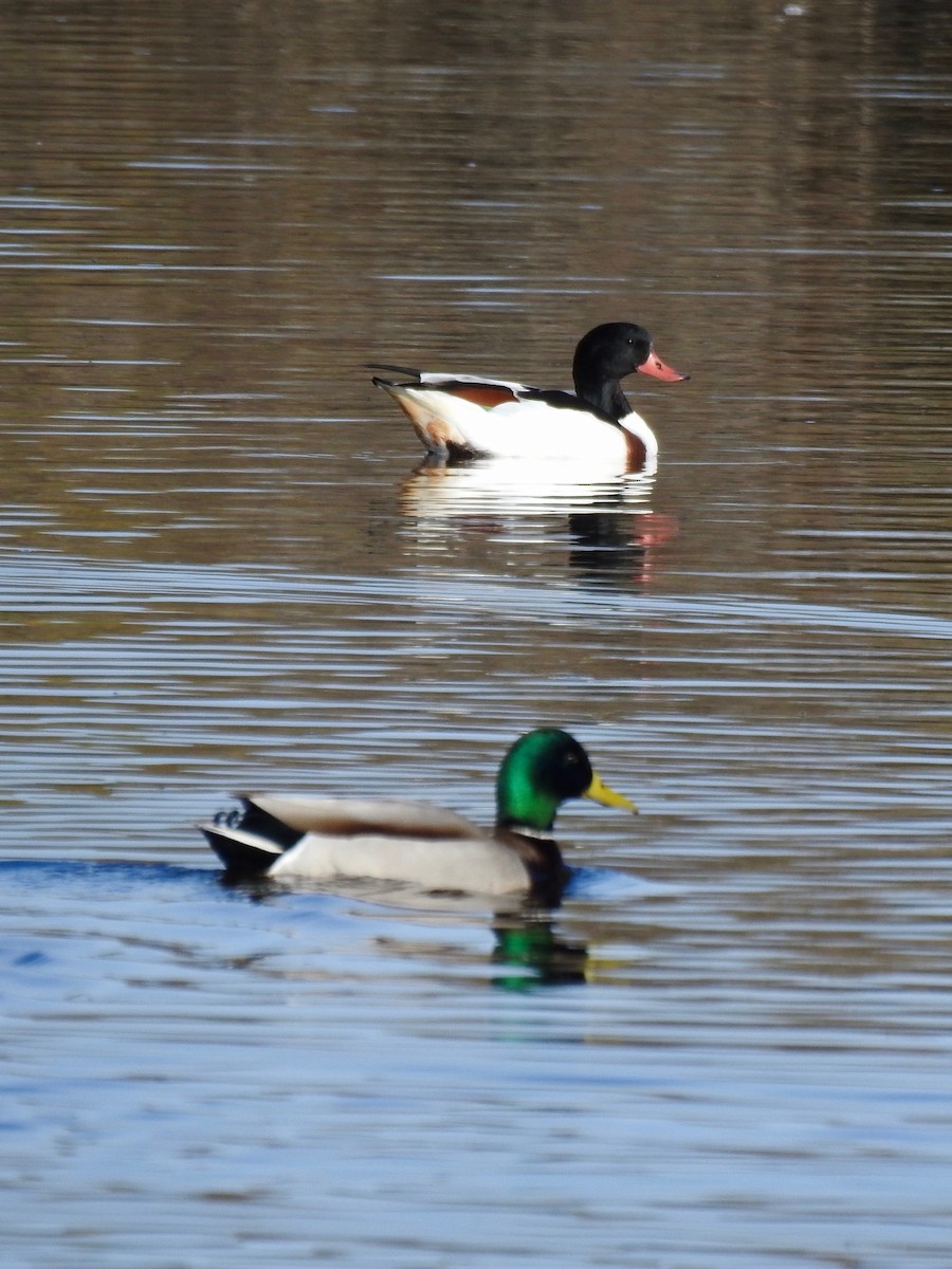 Common Shelduck - Natalia Decastro González