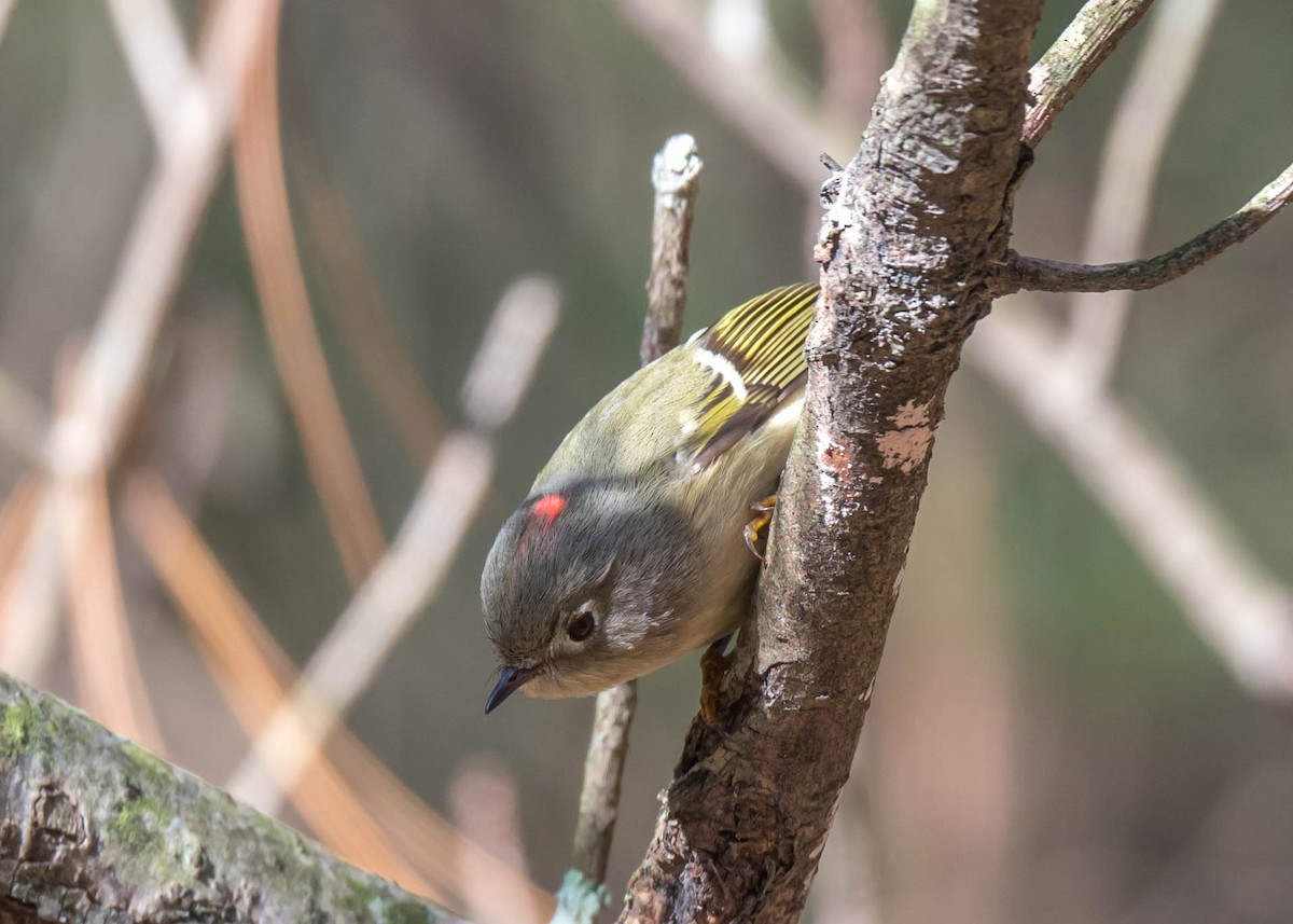 Ruby-crowned Kinglet - ML402354461