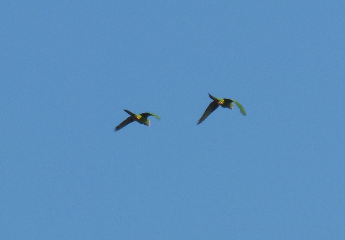 Blue-crowned Parakeet - ML402355391