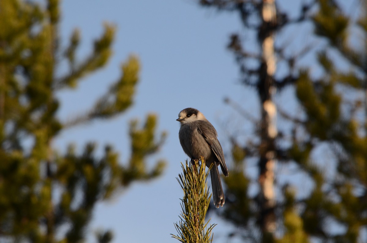 Canada Jay - ML40235561