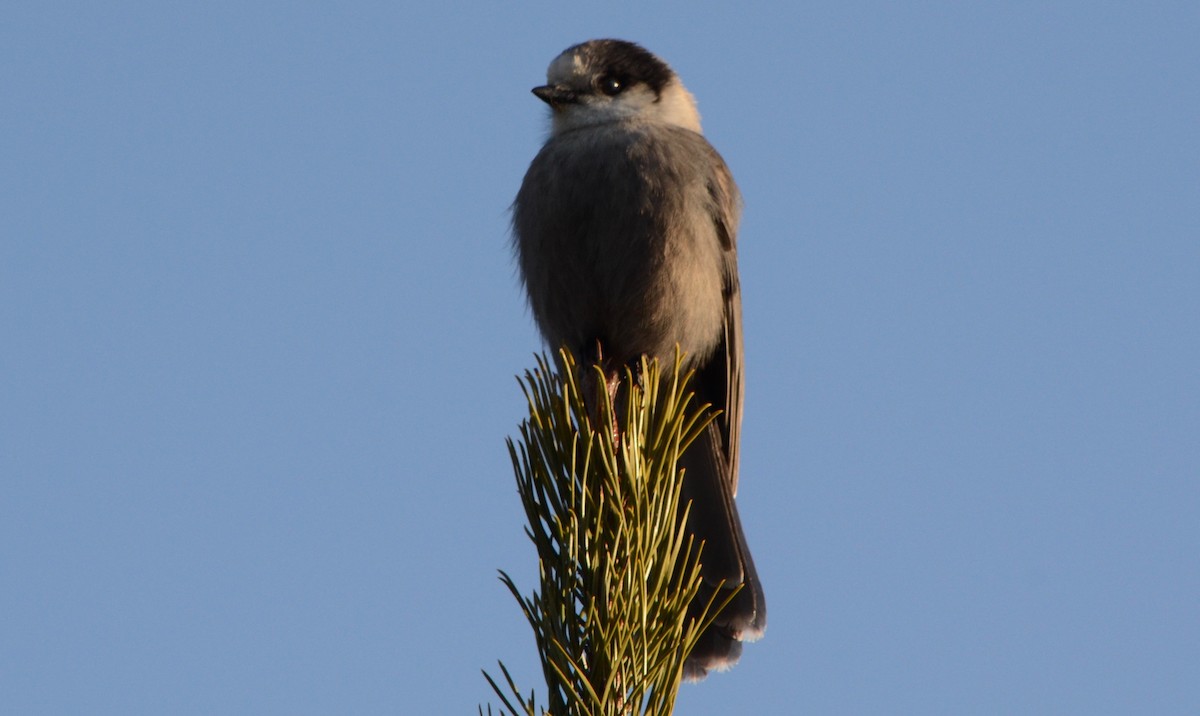 Canada Jay - ML40235571