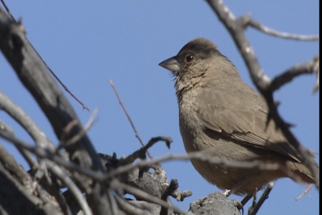 Abert's Towhee - ML402356