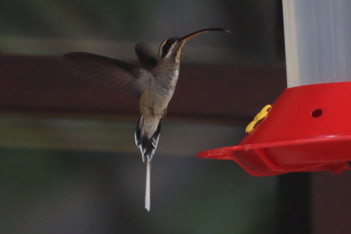kolibřík tmavolící (ssp. baroni) - ML402356351