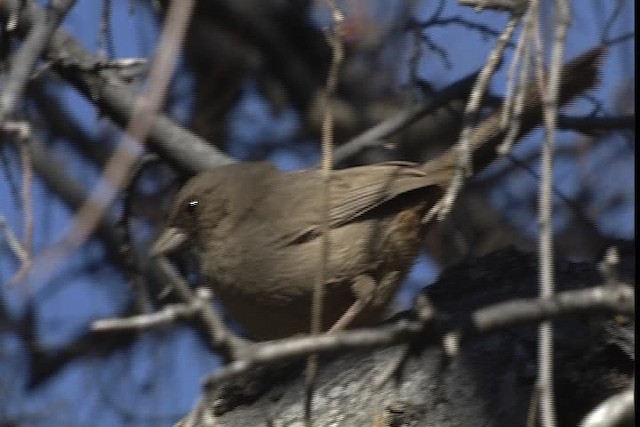 Abert's Towhee - ML402357