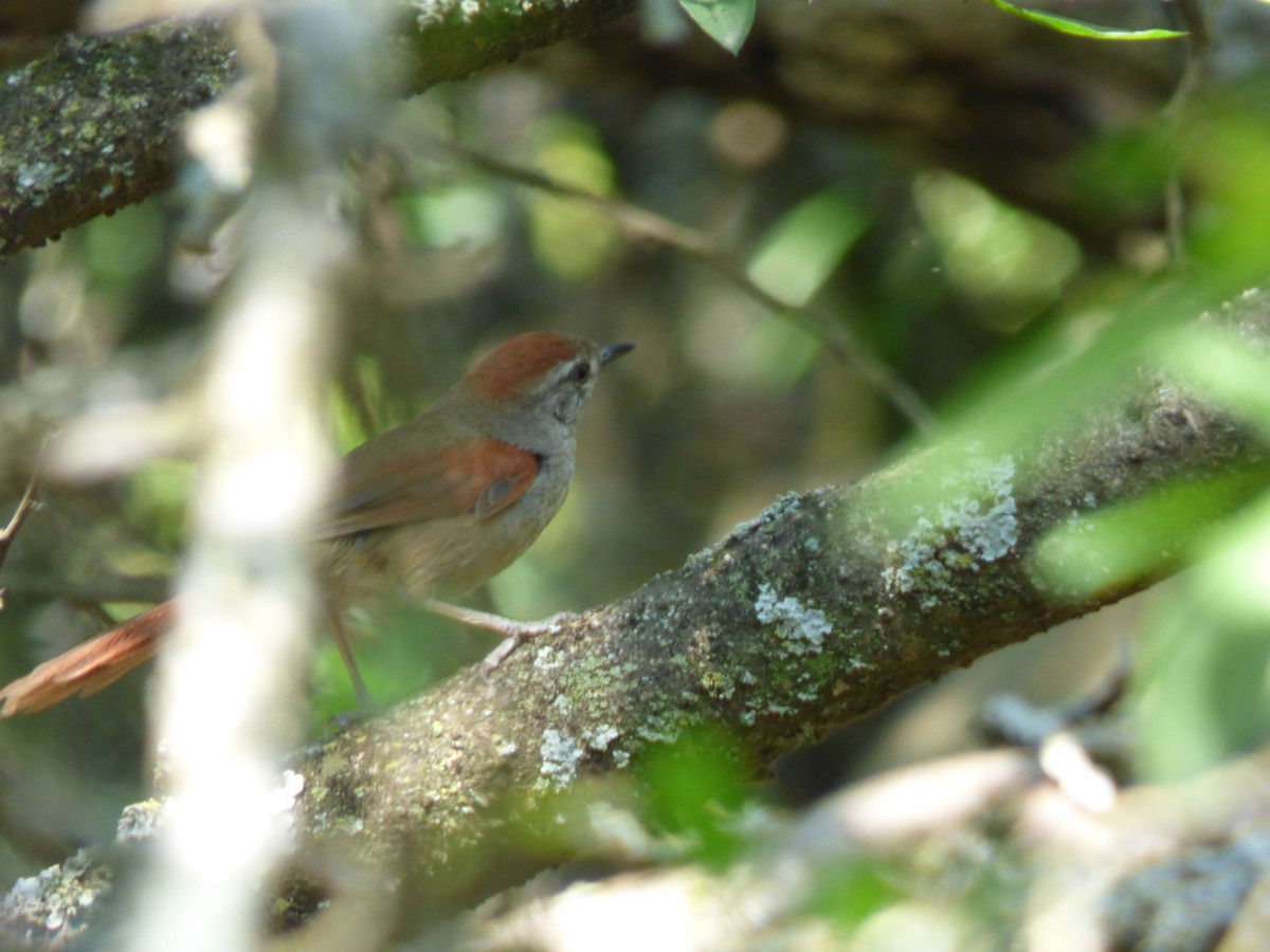 Sooty-fronted Spinetail - ML402357981