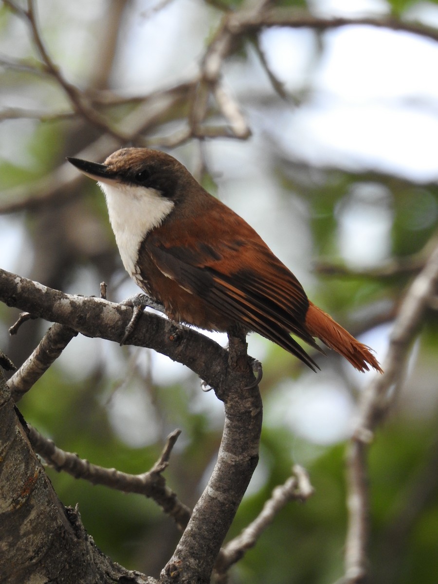 White-throated Treerunner - ML402358071